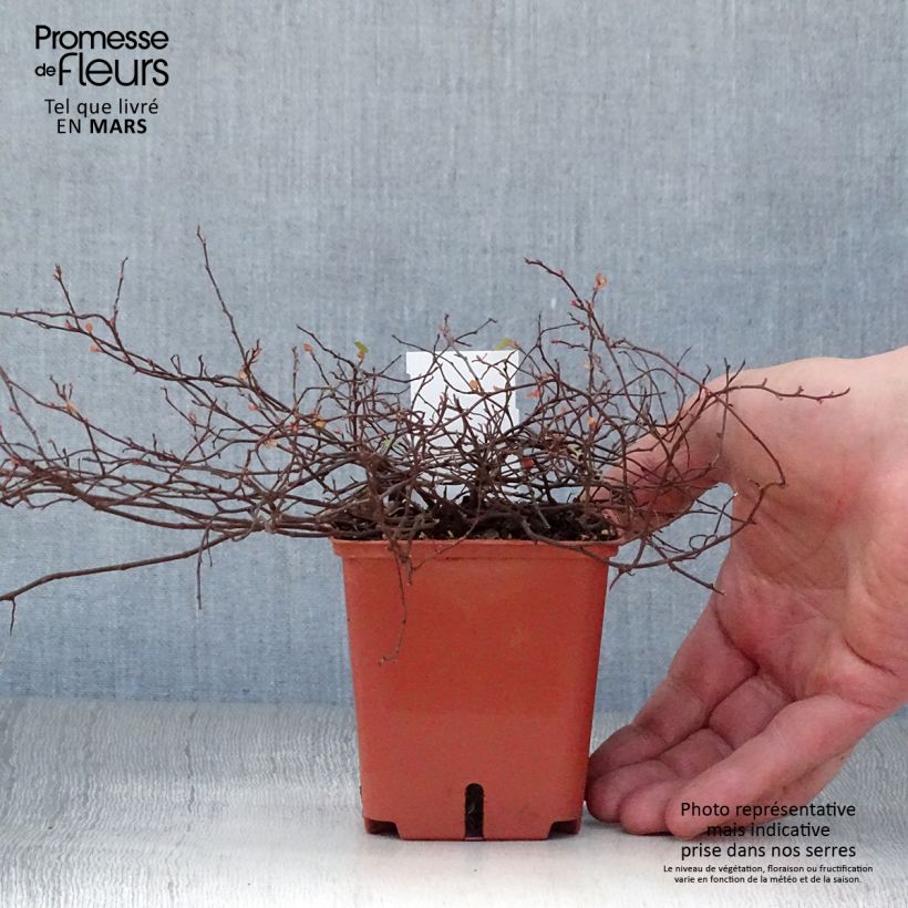 Muehlenbeckia complexa Golden Girl - Enredadera de alambre Maceta de 8/9 cm Ejemplar entregado en la primavera