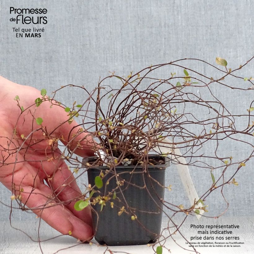 Muehlenbeckia complexa Sealand Compact - Enredadera de alambre Maceta de 8/9 cm Ejemplar entregado en la primavera