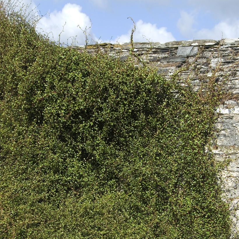 Muehlenbeckia complexa Sealand Compact - Enredadera de alambre (Porte)