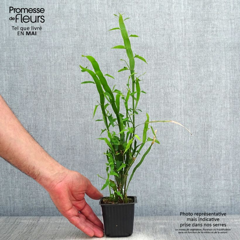 Muehlenbeckia platyclada Maceta de 8/9 cm Ejemplar entregado en la primavera