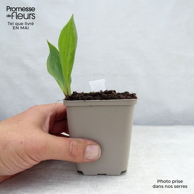 Convallaria majalis - Lirio de los valles Maceta de 8/9 cm Ejemplar entregado en la primavera