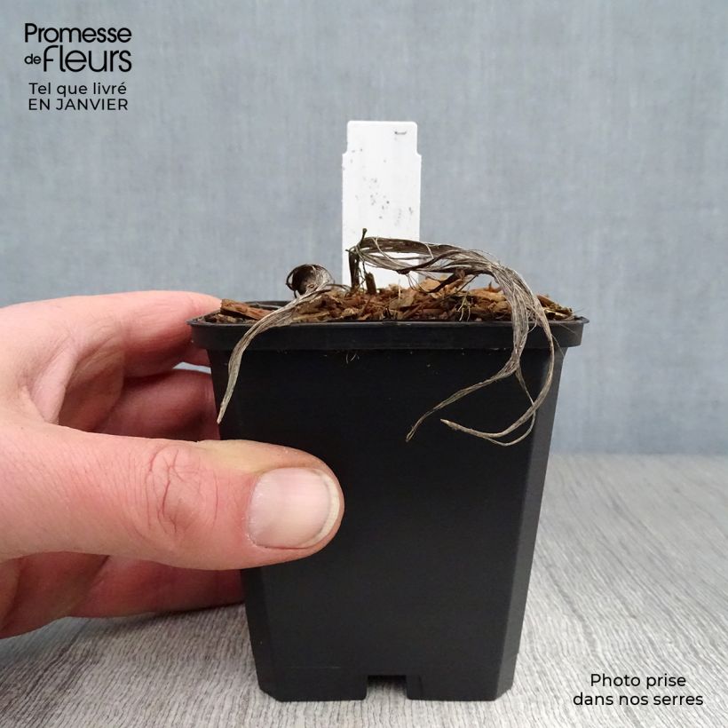 Convallaria majalis - Lirio de los valles Maceta de 8/9 cm Ejemplar entregado en invierno