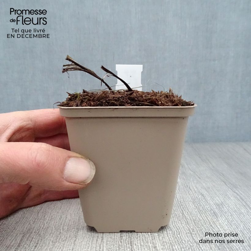 Convallaria majalis Bordeaux - Lirio de los valles Maceta de 8/9 cm Ejemplar entregado en invierno