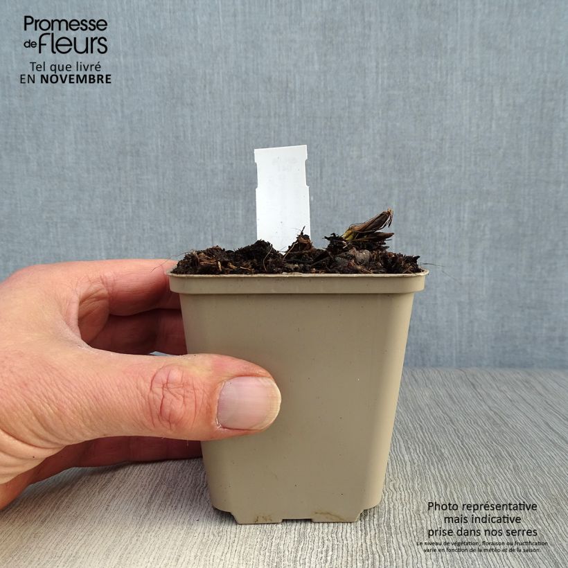 Ejemplar de Convallaria majalis Bordeaux - Lirio de los valles Maceta de 8/9 cm entregado en otoño