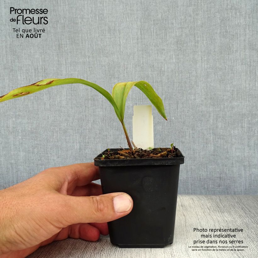 Ejemplar de Convallaria majalis Rosea - Lirio de los valles Maceta de 8/9 cm entregado en verano