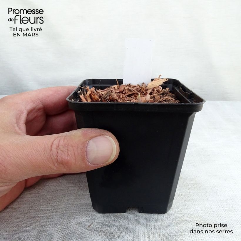 Convallaria majalis Rosea - Lirio de los valles Maceta de 8/9 cm Ejemplar entregado en invierno