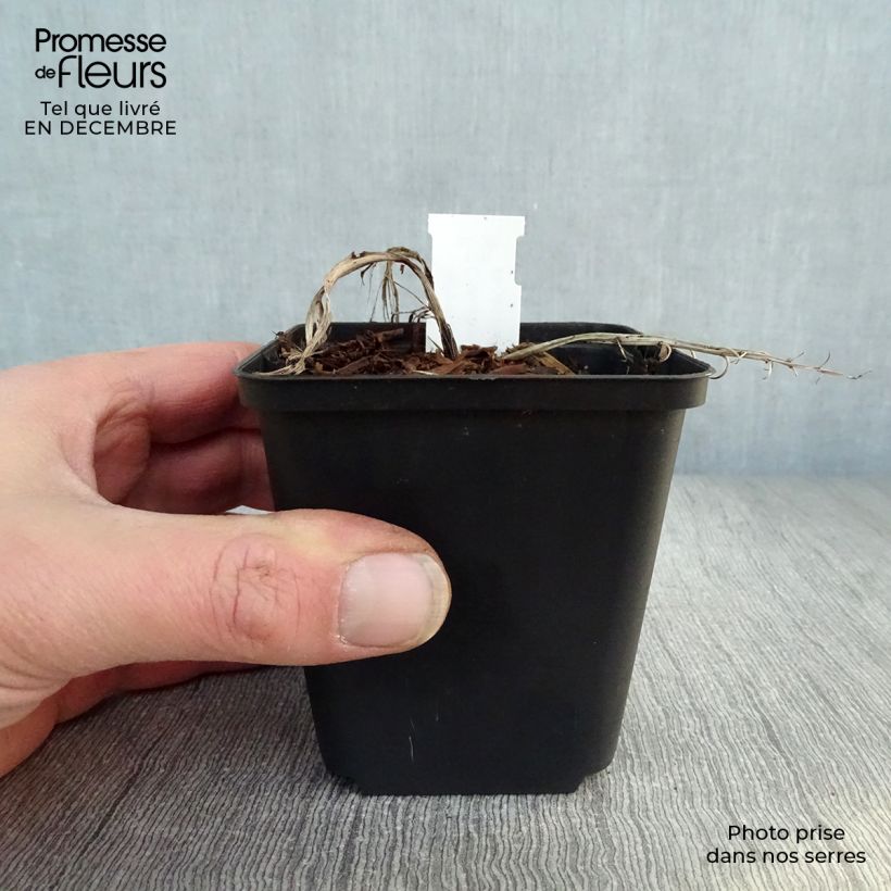 Convallaria majalis Doreen - Lirio de los valles Maceta de 8/9 cm Ejemplar entregado en invierno