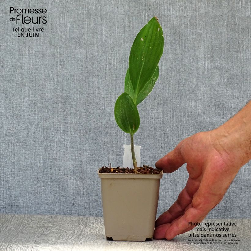 Ejemplar de Convallaria majalis Doreen - Lirio de los valles Maceta de 8/9 cm entregado en verano