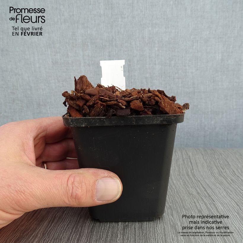 Convallaria majalis Prolificans - Lirio de los valles Maceta de 8/9 cm Ejemplar entregado en invierno