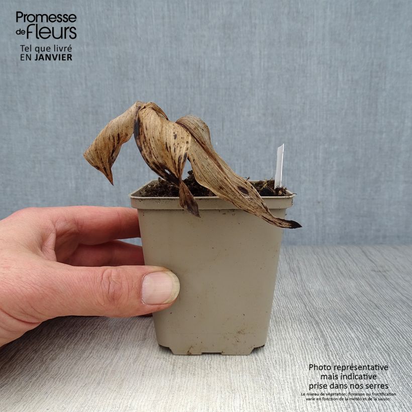 Convallaria majalis Hardwick Hall - Lirio de los valles Maceta de 8/9 cm Ejemplar entregado en invierno