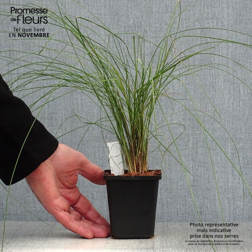 Ejemplar de Muhlenbergia capillaris Maceta de 8/9 cm entregado en otoño