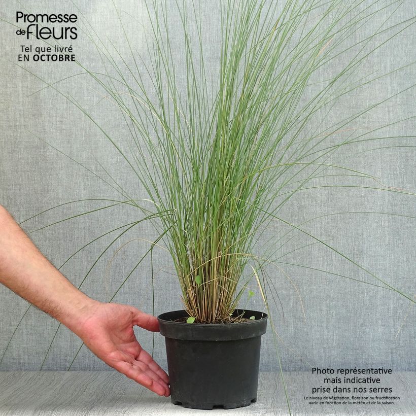 Ejemplar de Muhlenbergia capillaris Maceta 2L/3L entregado en otoño