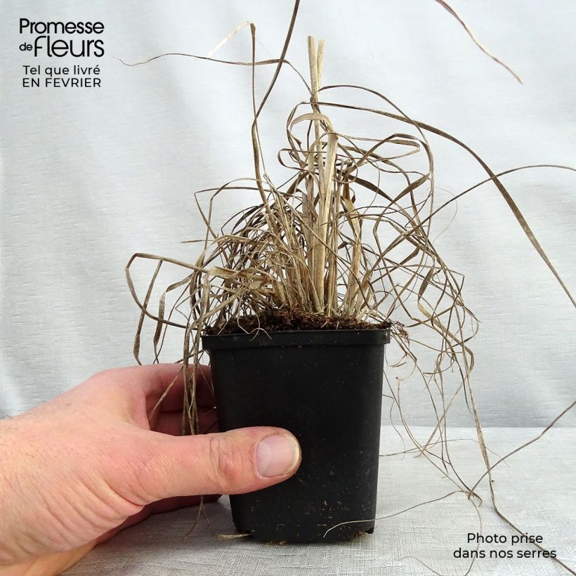 Muhlenbergia rigens Maceta de 8/9 cm Ejemplar entregado en invierno