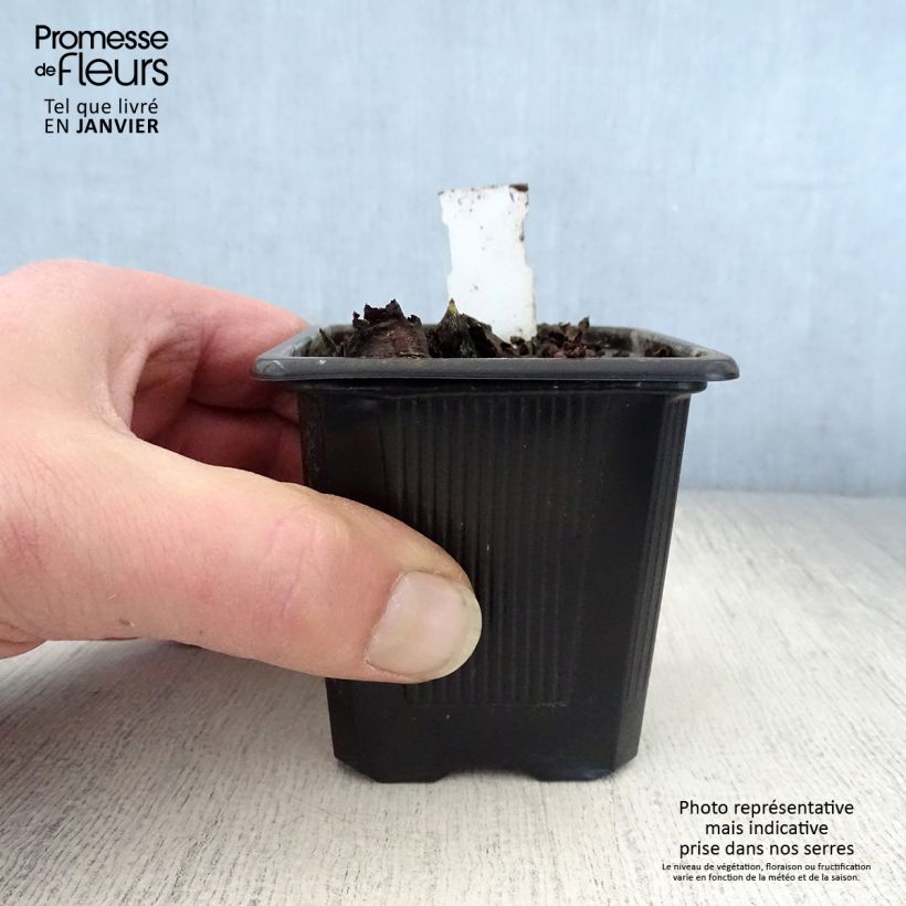 Mukdenia rossii Maceta de 8/9 cm Ejemplar entregado en invierno