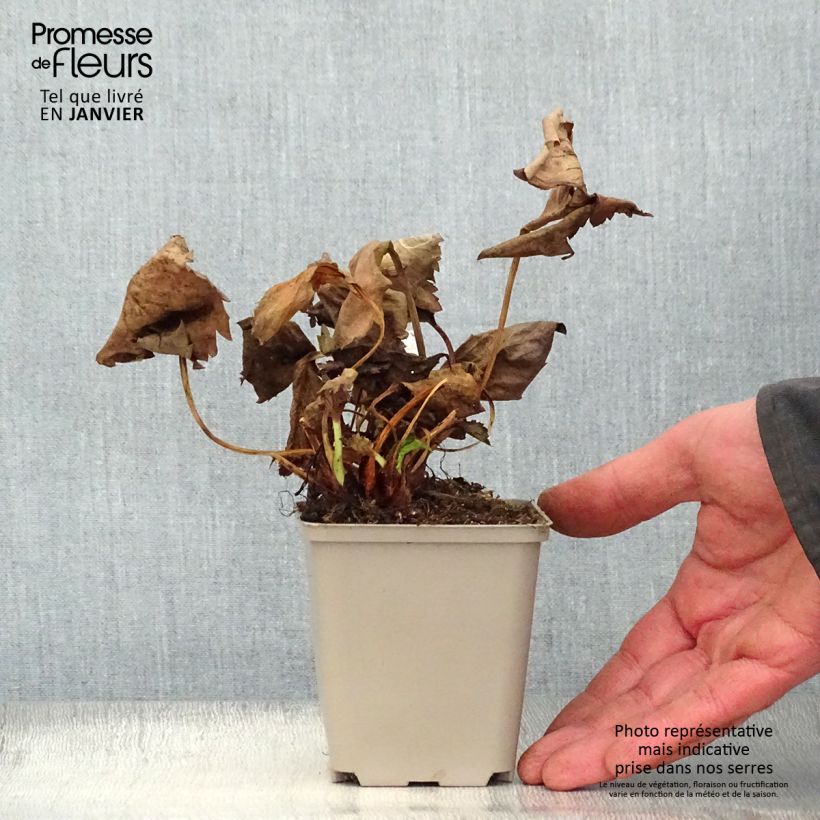 Mukgenia Nova Flame Maceta de 8/9 cm Ejemplar entregado en invierno