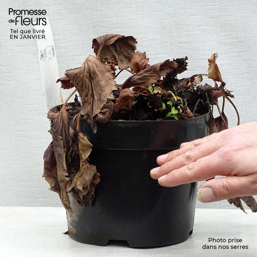 Mukgenia Nova Flame Maceta 3L/4L Ejemplar entregado en invierno