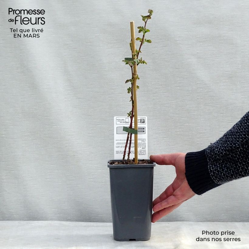 Zarzamora Buckingham Tayberry Bio Maceta 1,5L/2L Ejemplar entregado en invierno