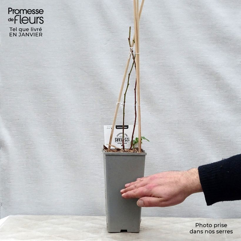 Zarzamora Buckingham Tayberry Maceta 1,5L/2L, Formación arbustiva Ejemplar entregado en invierno