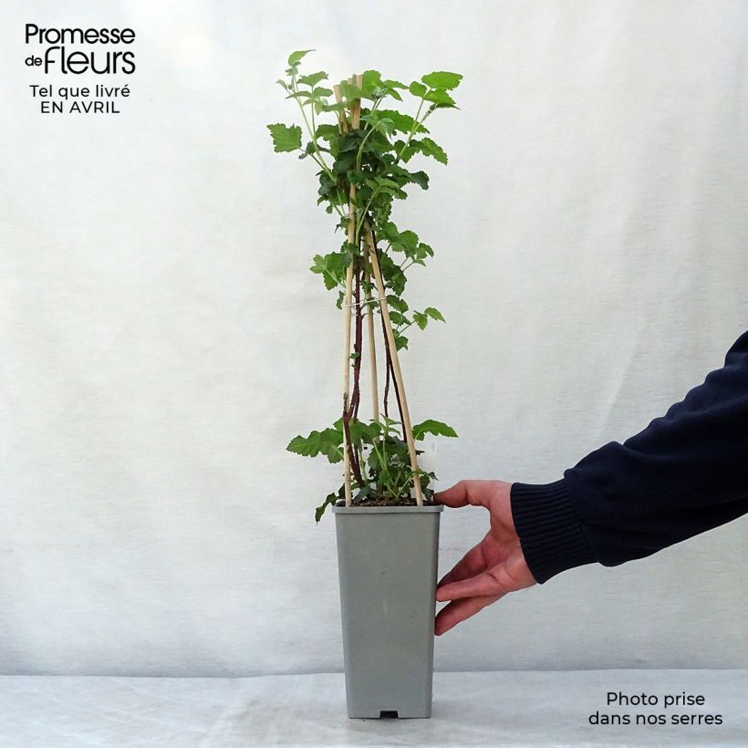 Zarzamora Buckingham Tayberry Maceta 1,5L/2L, Formación arbustiva Ejemplar entregado en la primavera