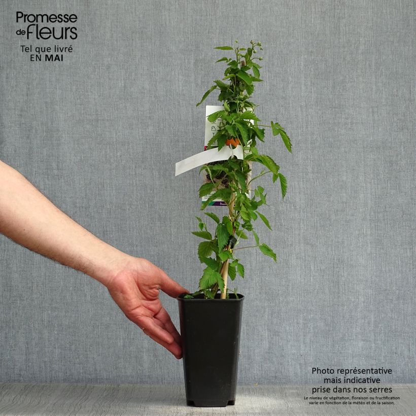 Zarzamora Direttissima Montblanc Maceta 2L/3L, Formación arbustiva Ejemplar entregado en la primavera