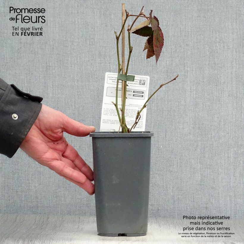 Zarzamora Dirksen Bio Maceta 1L/1,5L Ejemplar entregado en invierno