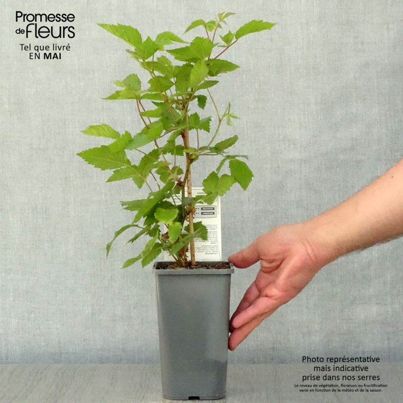 Zarzamora Dirksen Bio Maceta 1L/1,5L Ejemplar entregado en la primavera