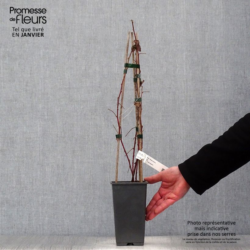 Zarzamora Medana Tayberry Maceta 1,5L/2L Ejemplar entregado en invierno