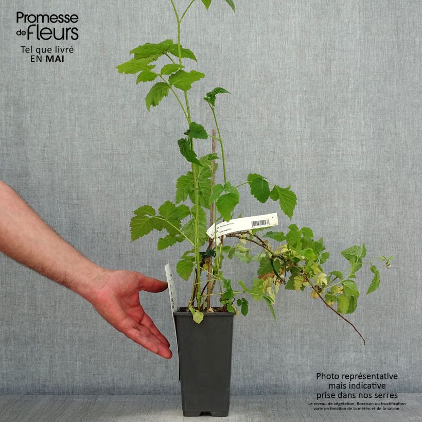 Zarzamora Medana Tayberry Maceta 1,5L/2L Ejemplar entregado en la primavera