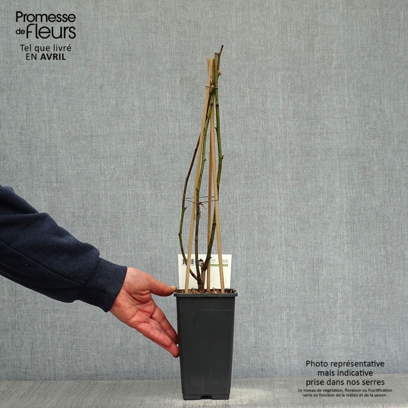 Zarzamora Reuben Maceta 1,5L/2L Ejemplar entregado en la primavera