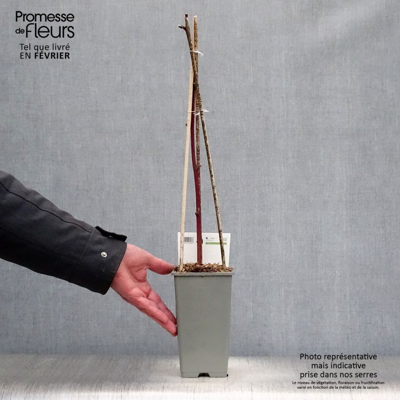 Zarzamora Reuben Maceta 1,5L/2L Ejemplar entregado en invierno