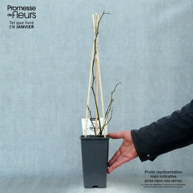 Zarzamora Thornfree Maceta 1,5L/2L, Formación arbustiva Ejemplar entregado en invierno