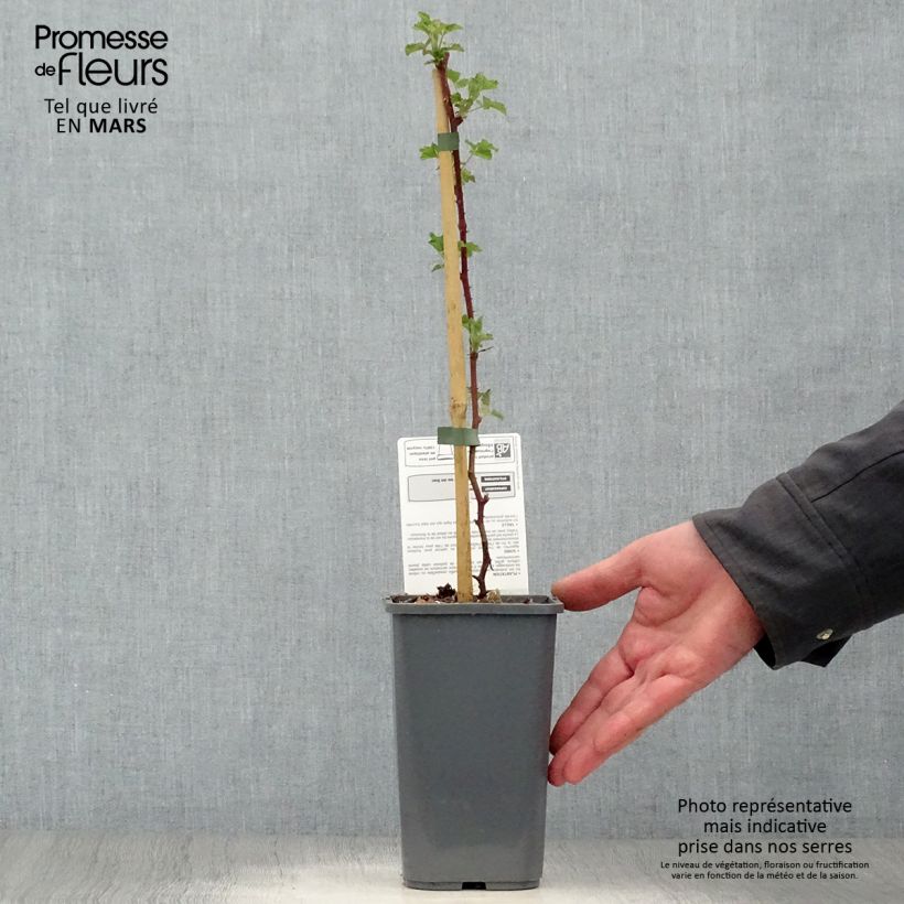 Zarzamora Dorman Red Bio Maceta 1,5L/2L Ejemplar entregado en la primavera