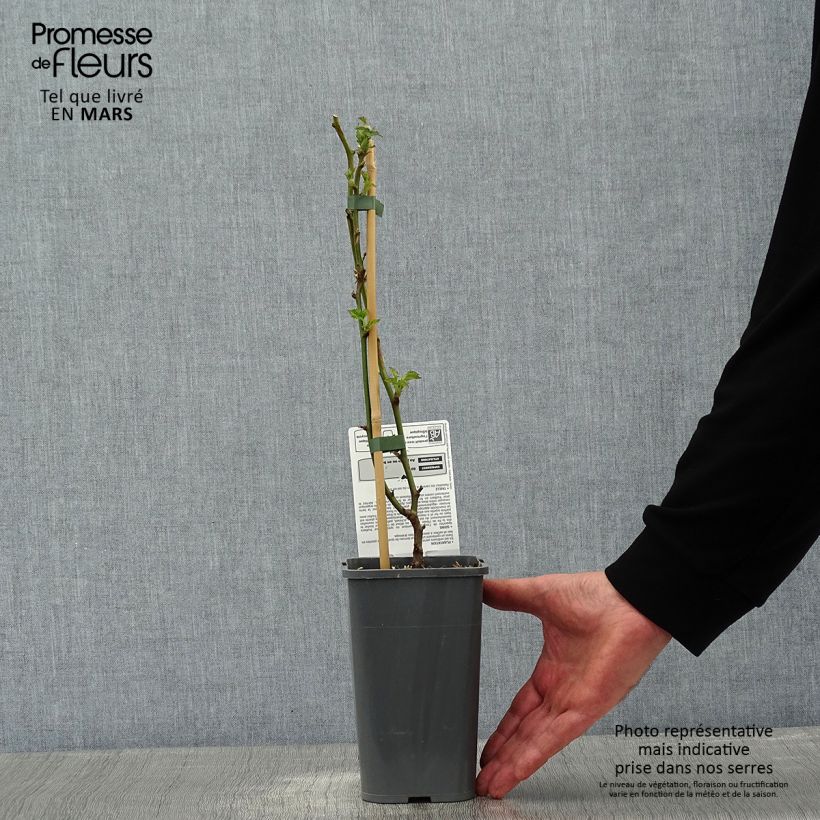 Zarzamora Little Black Prince Maceta 1,5L/2L, Formación arbustiva Ejemplar entregado en invierno