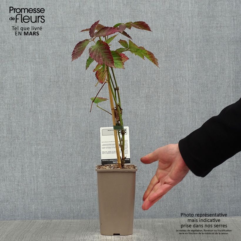 Zarzamora Asterina Maceta 1,5L/2L Ejemplar entregado en invierno