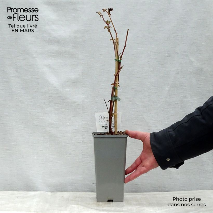 Zarzamora Black Satin Maceta 1,5L/2L, Formación arbustiva Ejemplar entregado en la primavera