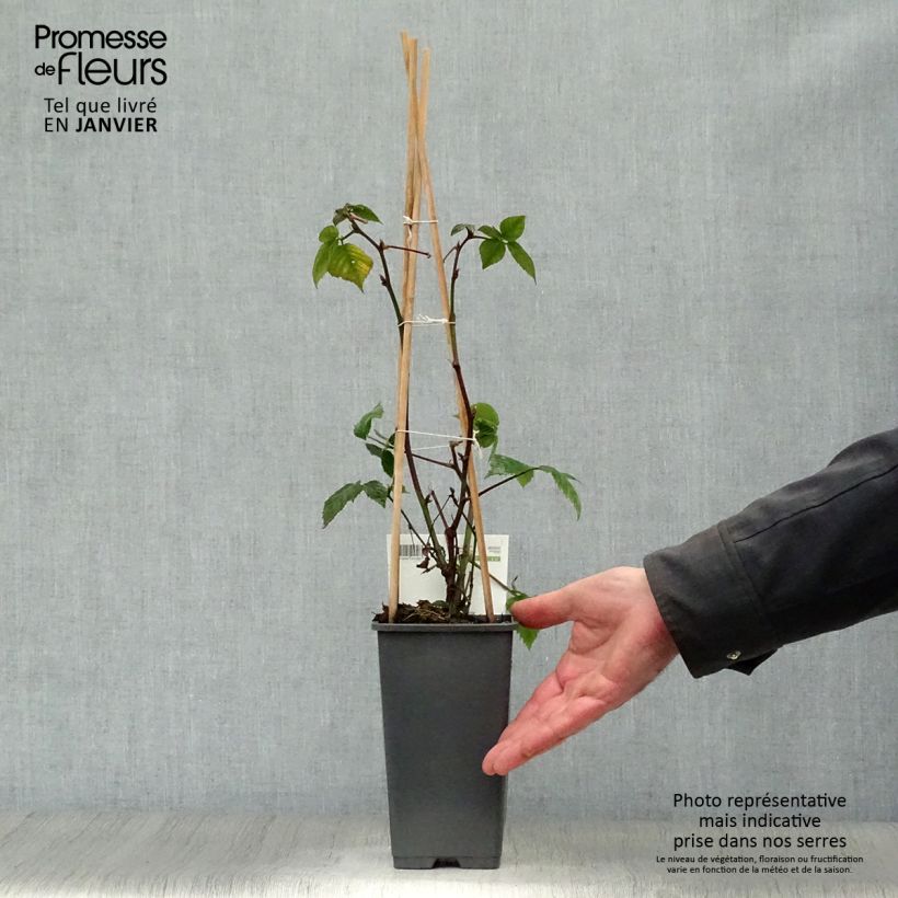 Zarzamora Black Satin Maceta 1,5L/2L, Formación arbustiva Ejemplar entregado en invierno