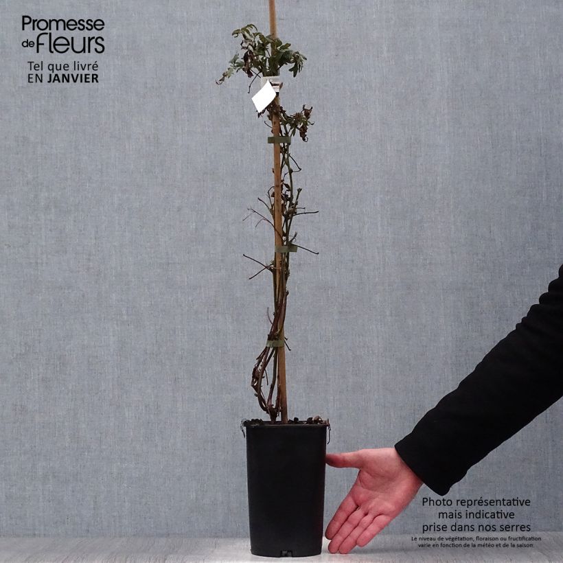 Zarzamora Géante des jardins Maceta 2L/3L Ejemplar entregado en invierno