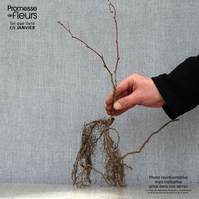 Zarzamora Jumbo Maceta 1,5L/2L Ejemplar entregado en invierno