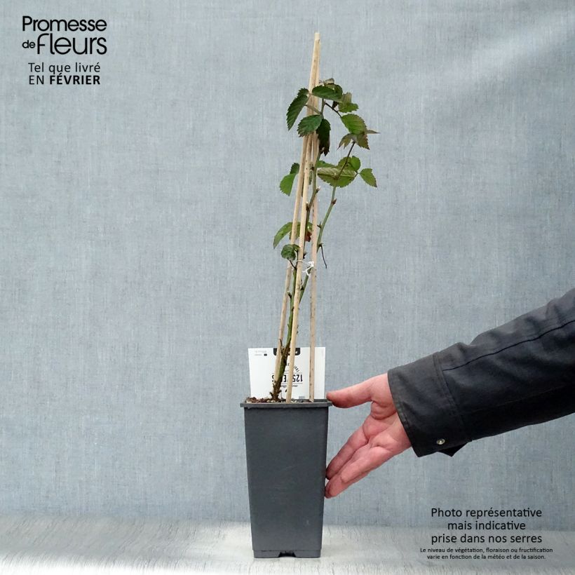 Zarzamora Loch Ness Maceta 1,5L/2L, Formación arbustiva Ejemplar entregado en invierno