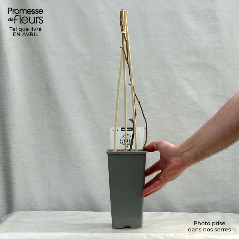 Zarzamora Loch Ness Maceta 1,5L/2L, Formación arbustiva Ejemplar entregado en la primavera