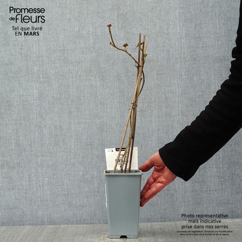 Zarzamora Loganberry Maceta 1,5L/2L, Formación arbustiva Ejemplar entregado en invierno