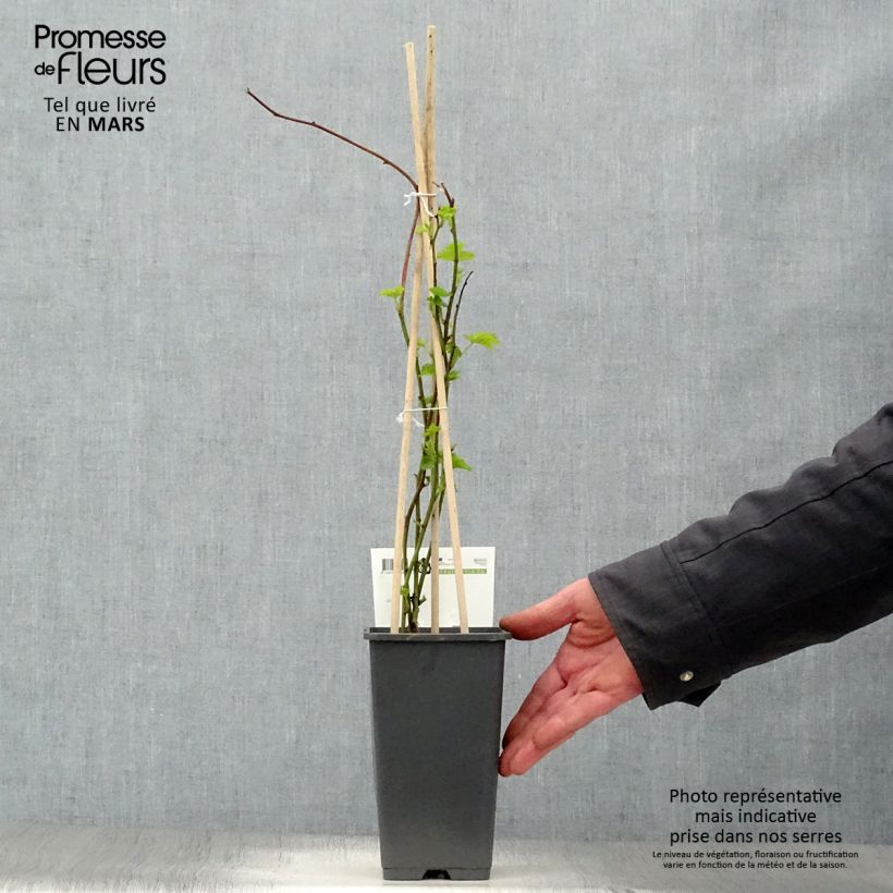 Zarzamora Loganberry Maceta 1,5L/2L, Formación arbustiva Ejemplar entregado en la primavera