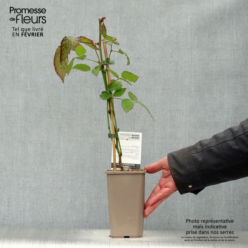 Zarzamora Navaho Maceta 1,5L/2L, Formación arbustiva Ejemplar entregado en invierno