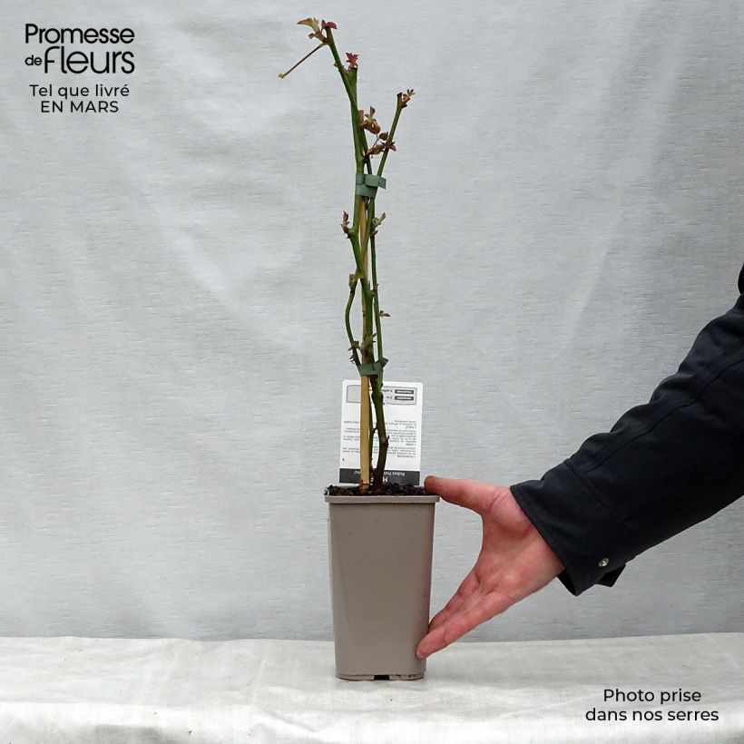 Zarzamora Navaho Maceta 1,5L/2L, Formación arbustiva Ejemplar entregado en la primavera