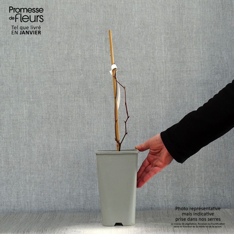 Zarzamora Oregon Thornless Maceta 1,5L/2L Ejemplar entregado en invierno