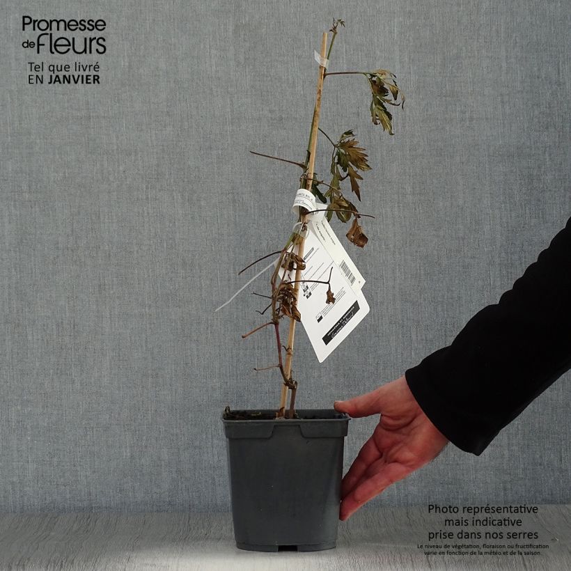 Zarzamora Oregon Thornless Maceta 2L/3L Ejemplar entregado en invierno