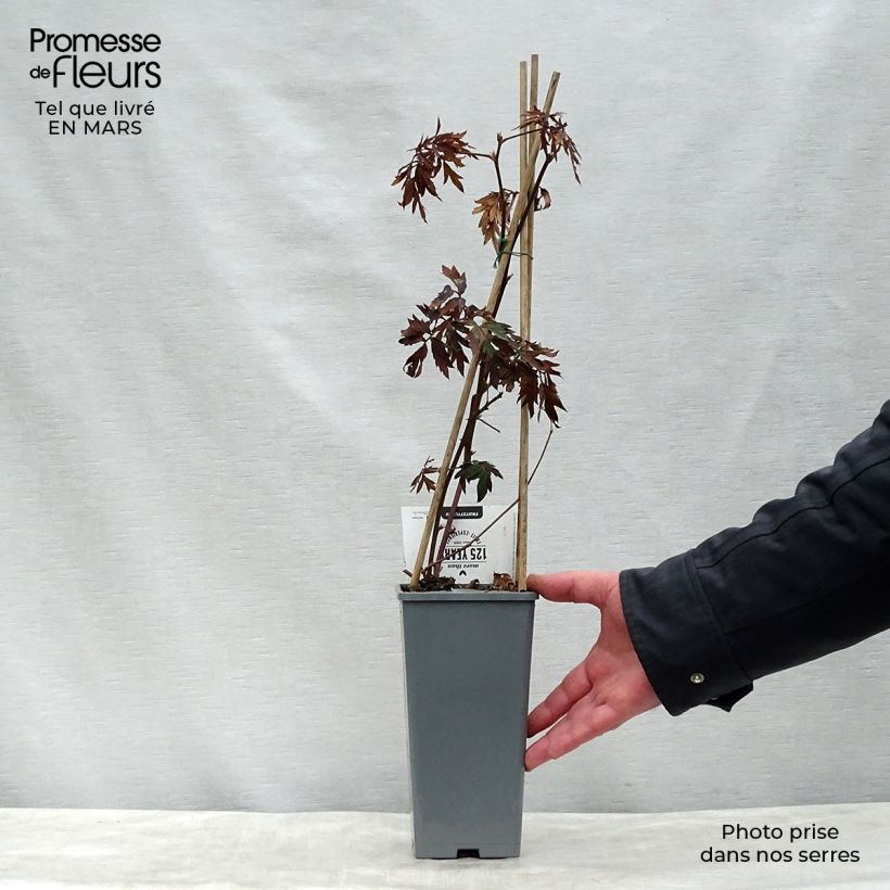 Zarzamora Thornless Maceta 1,5L/2L, Formación arbustiva Ejemplar entregado en la primavera