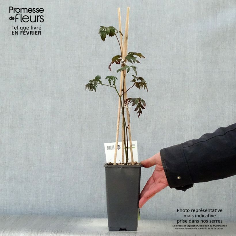 Zarzamora Thornless Maceta 1,5L/2L, Formación arbustiva Ejemplar entregado en invierno