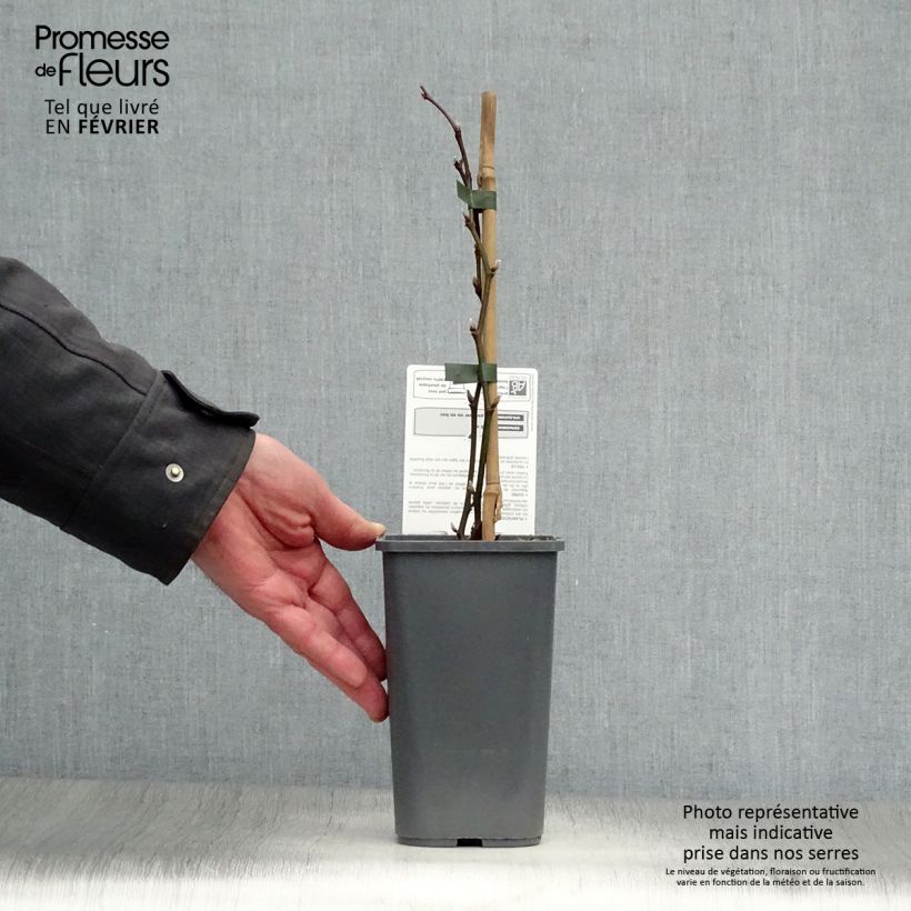 Zarzamora Triple crown Bio Maceta 1,5L/2L Ejemplar entregado en invierno