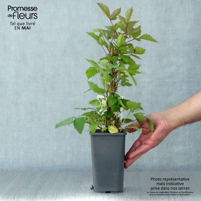 Zarzamora Triple crown Bio Maceta 1,5L/2L Ejemplar entregado en la primavera